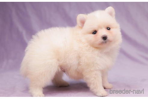 成約済の東京都のポメラニアン-205900の2枚目